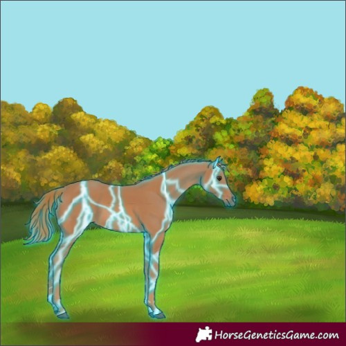 Horse Color:Thunderstruck Chestnut