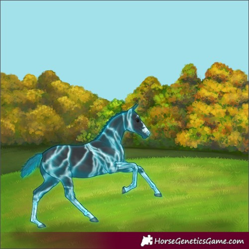 Horse Color:Thunderstruck Black 