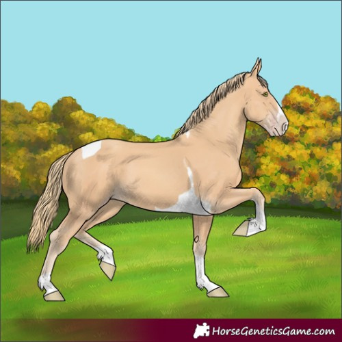 Horse Color:Gold Champagne Splash Tobiano