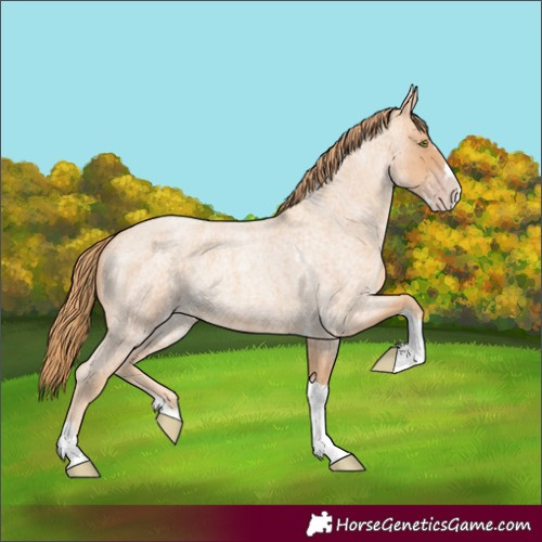 Horse Color:Gold Champagne Roan Splash Tobiano