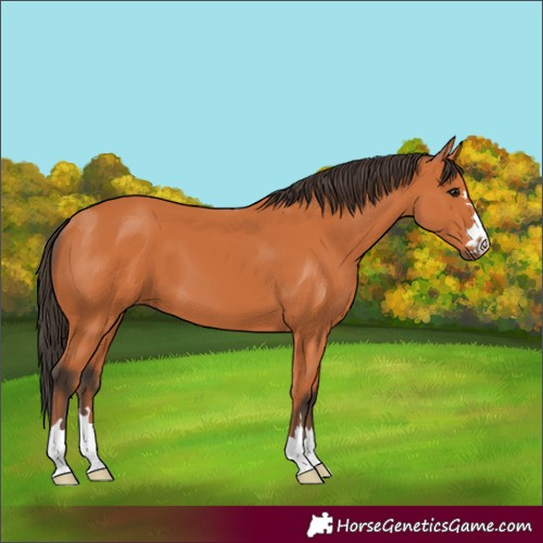 Horse Color:Bay 