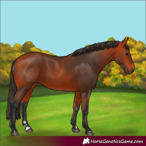 Horse Color:Bay 
