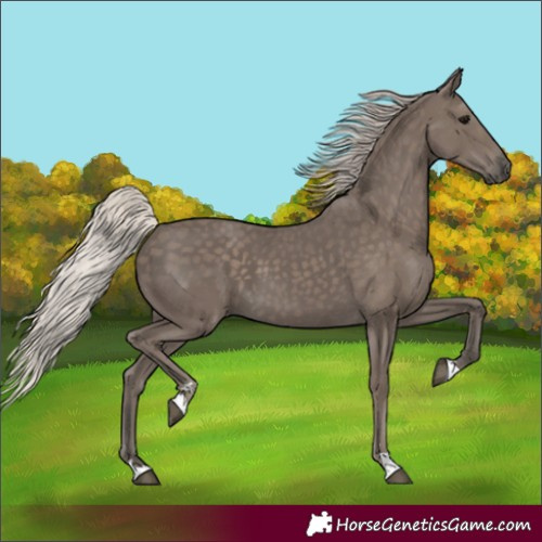 Horse Color:Silver Black 