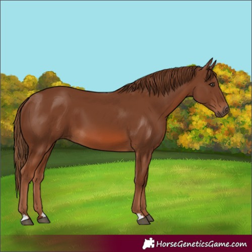 Horse Color:Chestnut 
