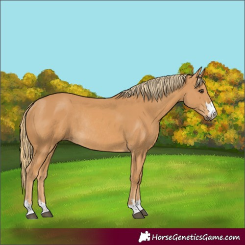 Horse Color:Chestnut Rabicano 