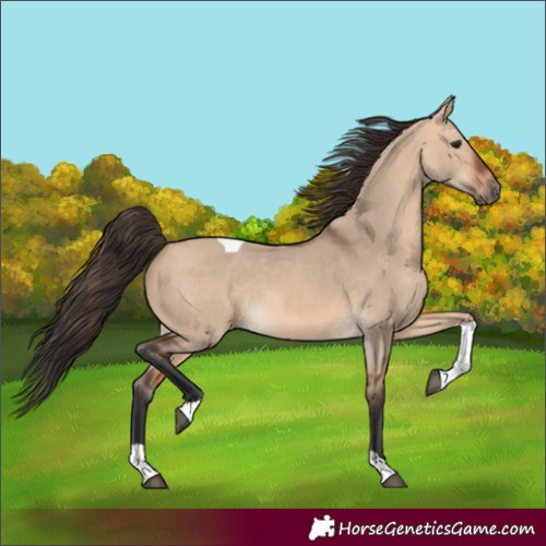 Horse Color:Unknown 