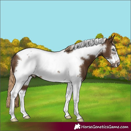 Horse Color:Chocolate Palomino Tobiano Frame 