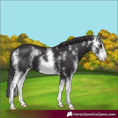 Horse Color:Smoky Black Sabino