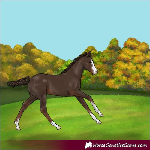 Horse Color:Liver Chestnut 