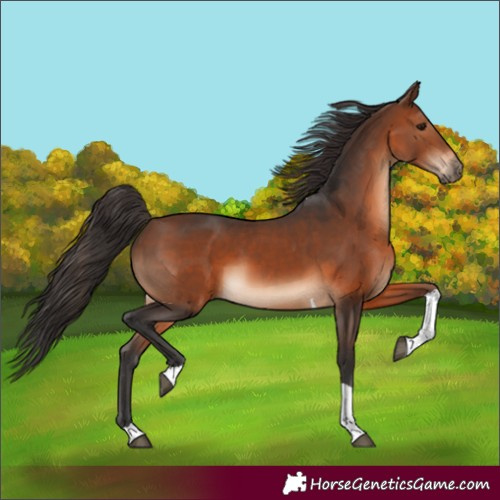 Horse Color:Brown Sabino Tobiano 