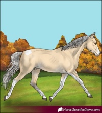 Horse Color:Silver Buckskin Dun Tobiano
