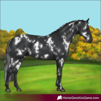 Horse Color:White Spotted Black 