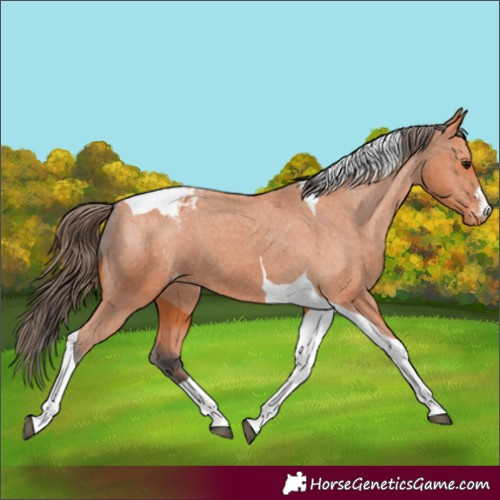 Horse Color:Bay Tobiano Appaloosa 
