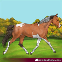 Horse Color:Bay Tobiano Blanket 