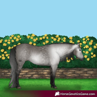 Horse Color:Gray Grullo 