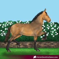 Horse Color:Buckskin 