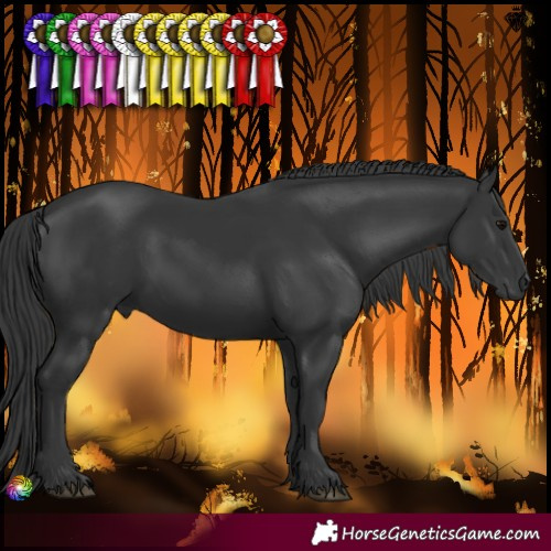 Horse Color:Black 
