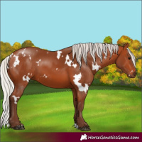 Horse Color:White Spotted Silver Bay 