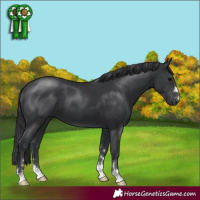 Horse Color:Black 