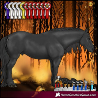 Horse Color:Black 