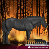 Horse Color:Black 