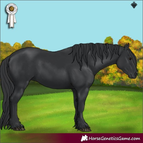 Horse Color:Black 