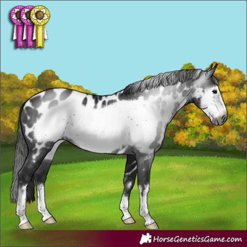 Horse Color:Gray Black Frame Appaloosa 