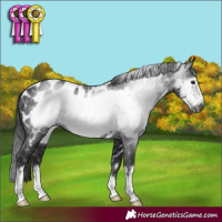 Horse Color:Gray Black Frame Appaloosa
