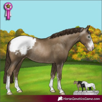 Horse Color:Gray Smoky Black Pearl Sabino Appaloosa Rabicano 