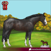 Horse Color:Brown 