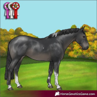 Horse Color:Black Tobiano 