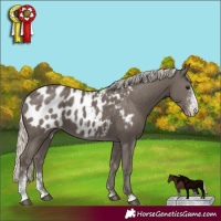 Horse Color:Silver Smoky Black Sabino Appaloosa