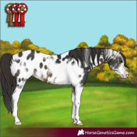 Horse Color:Buckskin Sabino Appaloosa