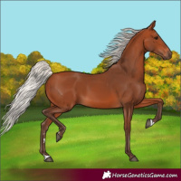 Horse Color:Silver Bay 