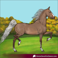 Horse Color:Silver Brown Dun 