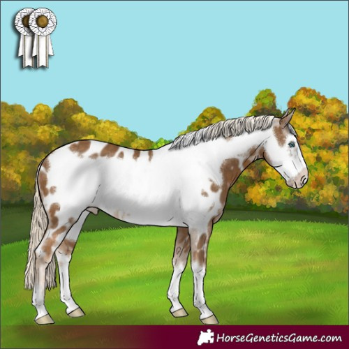 Horse Color:Chocolate Palomino Frame Appaloosa 
