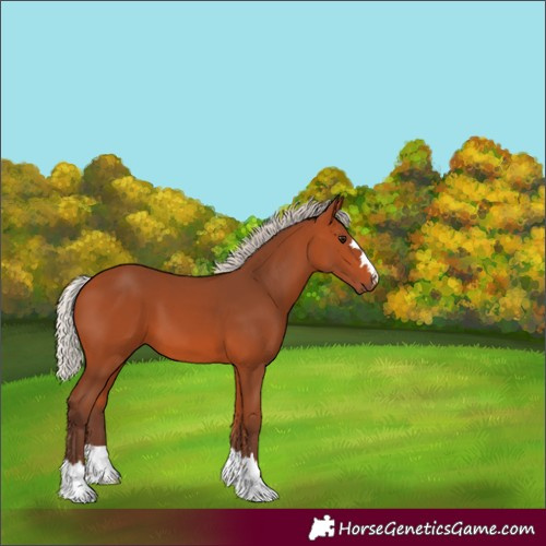 Horse Color:Silver Bay 