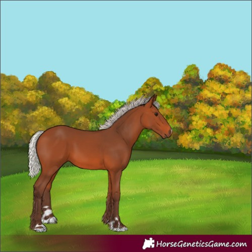 Horse Color:Silver Bay 