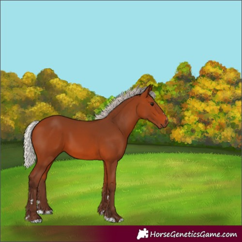 Horse Color:Silver Bay 