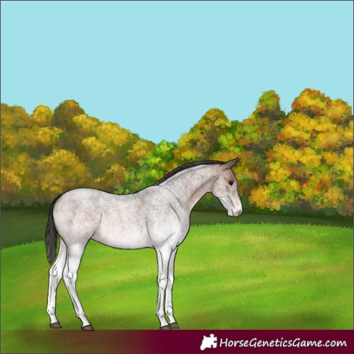 Horse Color:White Spotted Brown Roan Rabicano 