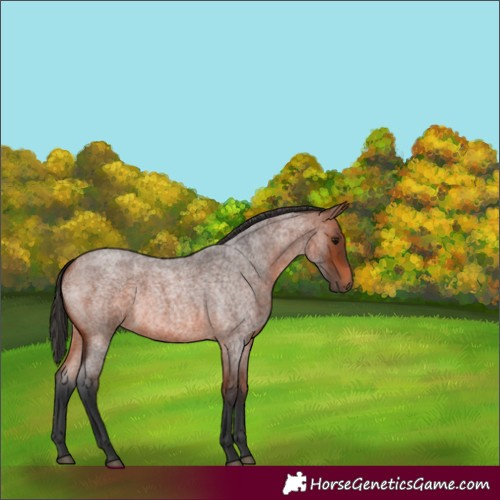 Horse Color:Bay Roan 