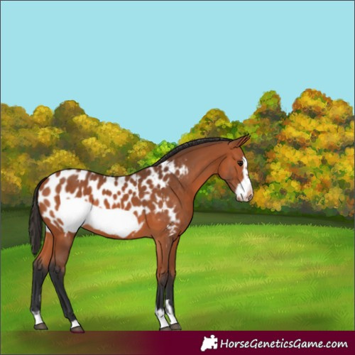 Horse Color:Bay Frame Appaloosa