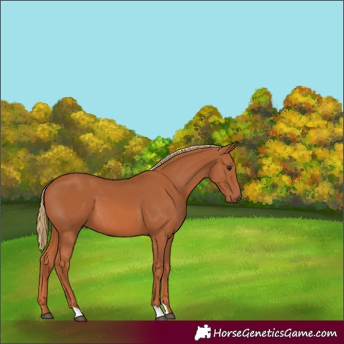 Horse Color:Chestnut 