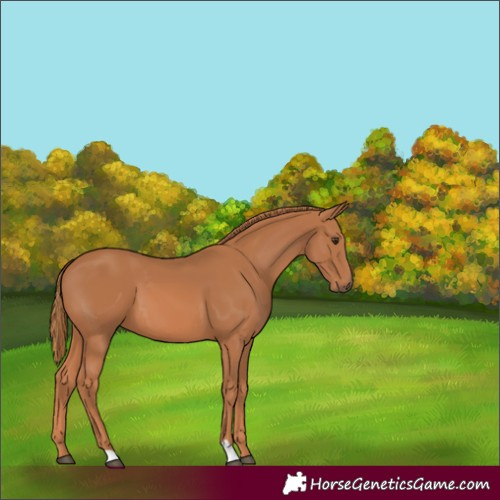 Horse Color:Chestnut 
