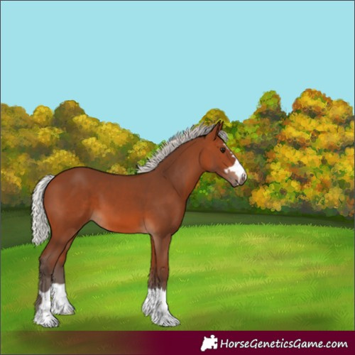 Horse Color:Unknown 