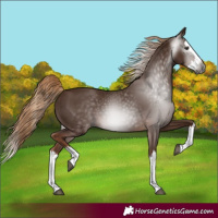 Horse Color:Gray Chestnut Splash