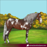 Horse Color:White Spotted Silver Brown Sabino Rabicano 