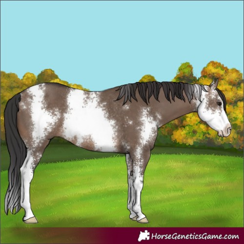 Horse Color:Brown Dun Sabino Rabicano