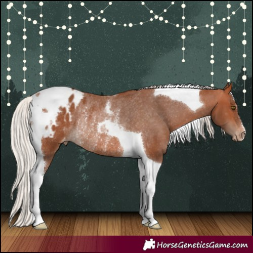 Horse Color:Silver Bay Tobiano Appaloosa Rabicano 