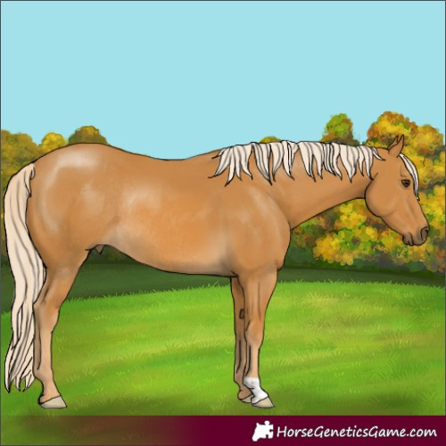 Horse Color:Palomino Rabicano 
